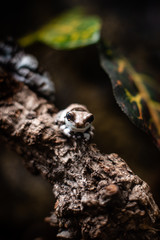 Blue and black poison dart frog Dendrobates auratus dof sharp focus space for text macro reptile jungle aquarium home pet cute