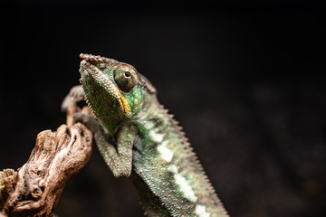Green chameleon sitting branch rock black background dof sharp focus space for text macro reptile jungle aquarium home pet cute