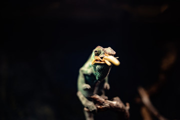 Chameleon on a branch eating a cricket grasshopper hidden animal nature natural dof sharp focus space for text macro reptile jungle aquarium home pet