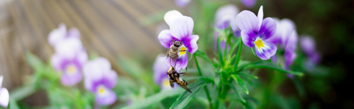 Two small wasps collect pollen and nectar from beautiful violet purple pansy flowers in the garden. Close-up shot.