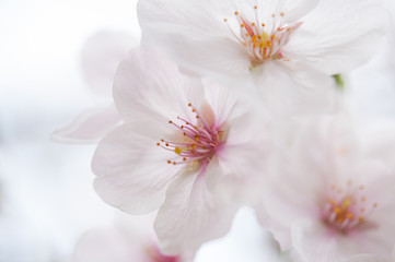 Naklejka na ściany i meble 桜の花 クロースアップ ソメイヨシノ 桜2019_22s_00761(DSC_1461)