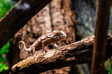Chameleons lizard on stick stone walking looking eyes dof sharp focus space for text macro reptile jungle aquarium home pet cute