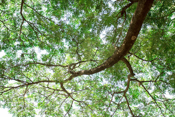 Large tree branches in the big forest
