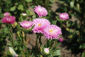 Lush pink flowers of China aster in the garden