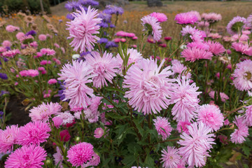 Lots of pink flower heads of China aster in the garden