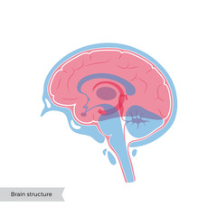 Vector illustration of human brain anatomy 