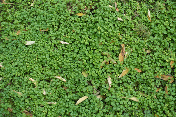 Greenery of Stellaria media covered with fallen leaves in autumn
