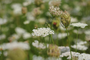 Daucus carota plants or wild carrot in bloom.