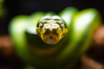 A close-up view of a green tree python slithering on a tree sleeping eyes dof sharp focus space for text macro reptile jungle aquarium home pet cute