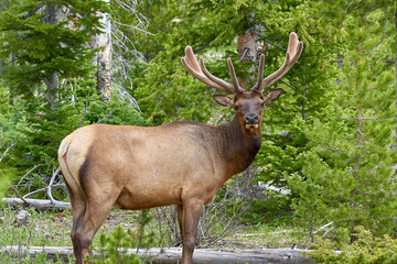 Elk grazing in Rocky Mountain National Park, Colorado