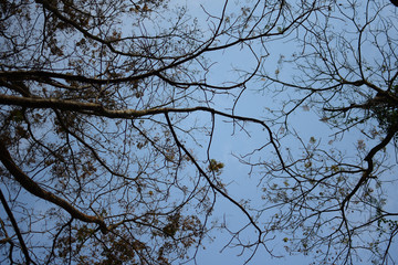branches of a tree against blue sky