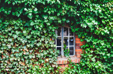 Ivy Growing on Wall of Building