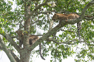 Leopard female and cub sitting on a tree at Masai Mara, Kenya, Africa