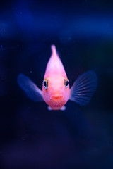 Portrait of pink fish with open mouth on blue background Surprised or amazed face closeup dof sharp focus space for text macro aquarium home pet