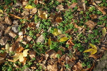 Top view of fallen leaves on greenery in October