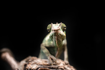 Green chameleon sitting branch rock black background dof sharp focus space for text macro reptile jungle aquarium home pet cute
