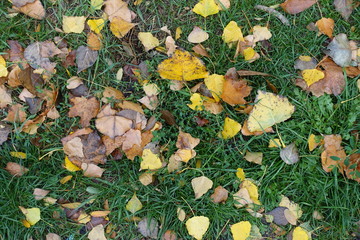 Wet fallen leaves on greenery from above