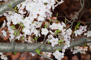 An electronic flash photographed cherry blossoms.