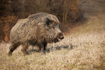 Hairy wild boar, sus scrofa, male going on meadow in nature with copy space. Strong and dangerous animal with tusks and snout walking in natural environment.