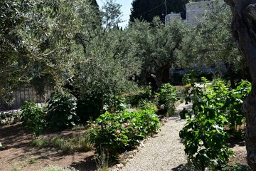 Ancient olive trees, still grow in famous Garden of Gethsemane, at Mount of Olives, Jerusalem, Israel.