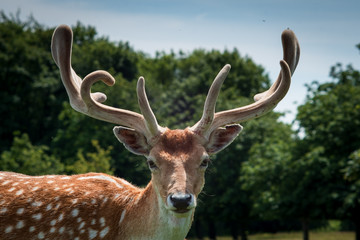 Naklejka na ściany i meble Red Deer in Grasslands