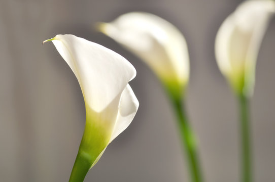 Calla Blume Bl&uuml;te Zantedeschia Wei&szlig; Trauer Liebe Symbol Hochzeit Beerdigung Reinheit exotisch Aronstabgew&auml;chse Araceae Afrika Zierpflanze &auml;sthetisch puristisch edel sch&ouml;n Pflanze Natur Floristik Flora