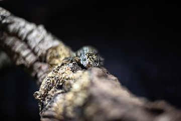 portrait of live monitor lizard varan dof sharp focus space for text macro reptile jungle aquarium home pet