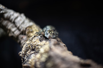 portrait of live monitor lizard varan dof sharp focus space for text macro reptile jungle aquarium home pet