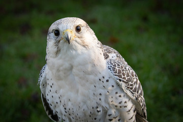 gyr falcon