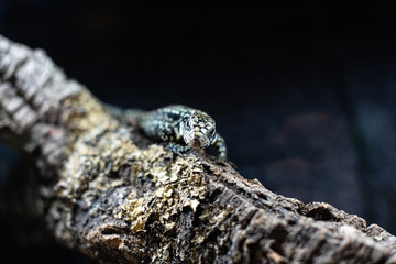 portrait of live monitor lizard varan dof sharp focus space for text macro reptile jungle aquarium home pet