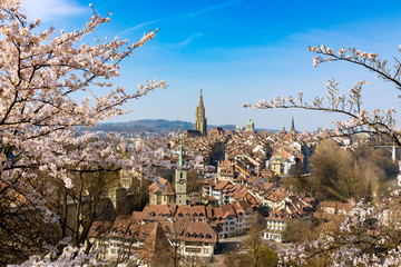 Sakura or cherry blossom flower in Spring season  with the landscape of old town,Bern city,Switzerland - obrazy, fototapety, plakaty
