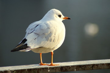 Erstmal nachdenken denkt die Möwe