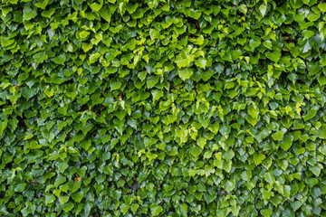 Leaves of ivy plant of a fence wall