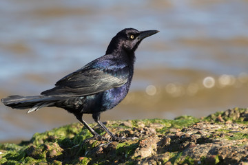 Obraz premium The great-tailed grackle or Mexican grackle (Quiscalus mexicanus) close up