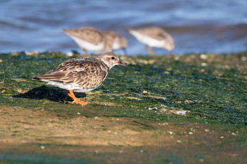 Ruddy turnstones (Arenaria interpres)  looking for food on the Galveston Island's beach, Texas, USA