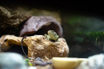 Green lizard long tail standing on a piece of wood dof sharp focus space for text macro reptile jungle aquarium home pet
