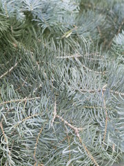 Beautiful green needles of spruce on a branch close-up on a Sunny summer day. Branches of an evergreen tree.