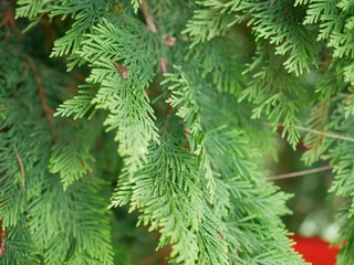 Beautiful branches of thuja without cones, which are used in traditional medicine. Evergreen coniferous tree of the cypress family on a Sunny summer day .