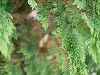 Beautiful branches of thuja without cones, which are used in traditional medicine. Evergreen coniferous tree of the cypress family on a Sunny summer day .