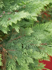 Fototapeta na wymiar Beautiful branches of thuja without cones, which are used in traditional medicine. Evergreen coniferous tree of the cypress family on a Sunny summer day .
