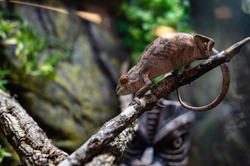 Chameleons lizard on stick stone walking looking eyes dof sharp focus space for text macro reptile jungle aquarium home pet cute