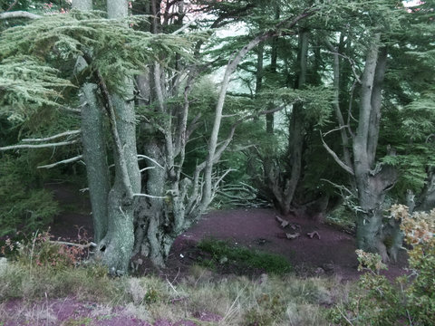 tikjda algeria forest