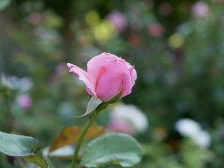 A small pink rose Bud on a background of green leaves in the garden on a summer evening. The evening scent of flowers.