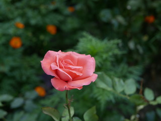 A medium-sized pink rose blooms in a city Park on a Sunny summer day. A Bud blooming on the stem emits a fragrance.