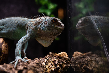 Reflected view of the head of an iguana deep thoughts concept self secret mystery critique life dof sharp focus space for text macro reptile jungle aquarium home pet