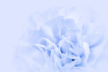 Blue large peony bud or cloves on a blue background as a blank for advertising text