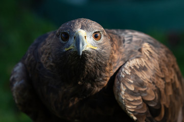 golden eagle