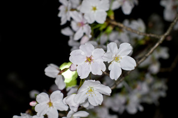Fototapeta premium An electronic flash photographed cherry blossoms.