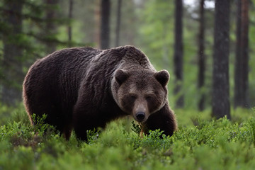 brown bear powerful pose in forest
