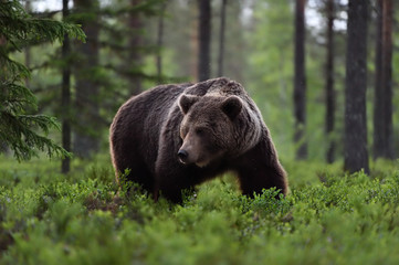 brown bear in forest at summer